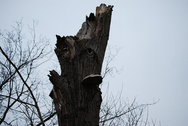 Dead wooding services in devon