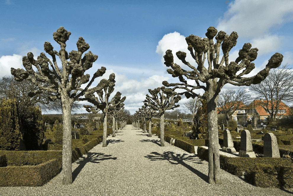 Sky Line Tree Surgery Pollarding services for devon