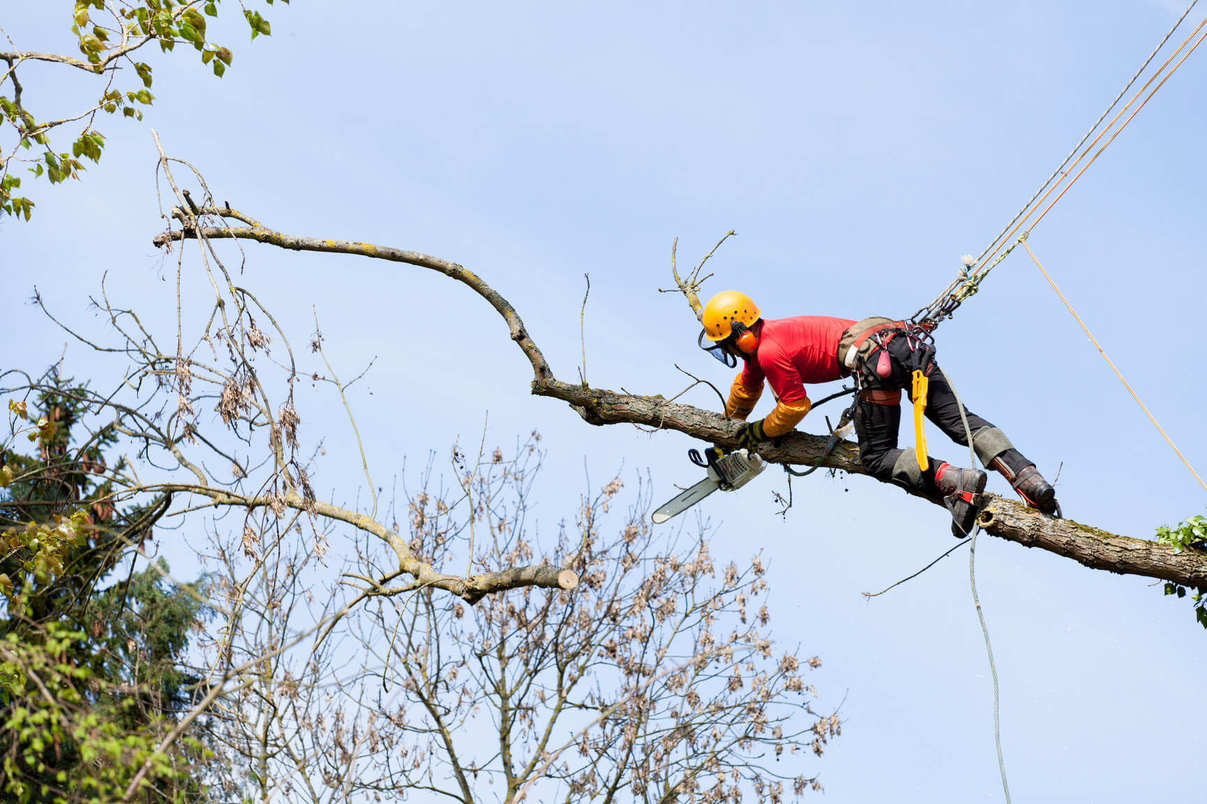 crown thinning services